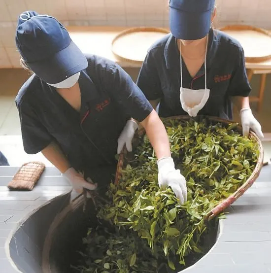 stir-fry fresh tea